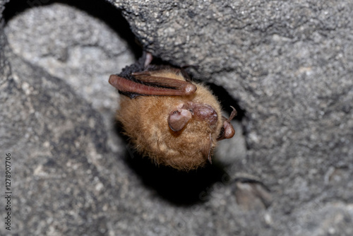 Tricolored Bat (Perimyotis subflavus)