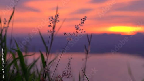 Close up beautiful meadow flower over the sunset sky background. spring and summer natural concept