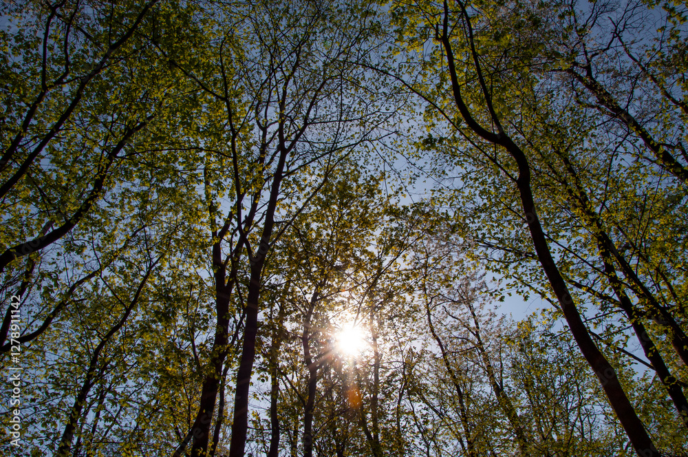 Treetop of woodland. Forestry. Green forest in spring. Nature with lush forest tree. Spring nature with sunlit. Tree in lush forest. Nature landscape. Landscape with forest in spring. Top of tree Treetop of woodland. Forestry. Green forest in spring. Nature with lush forest tree. Spring nature with sunlit. Tree in lush forest. Nature landscape. Landscape with forest in spring. Top of tree