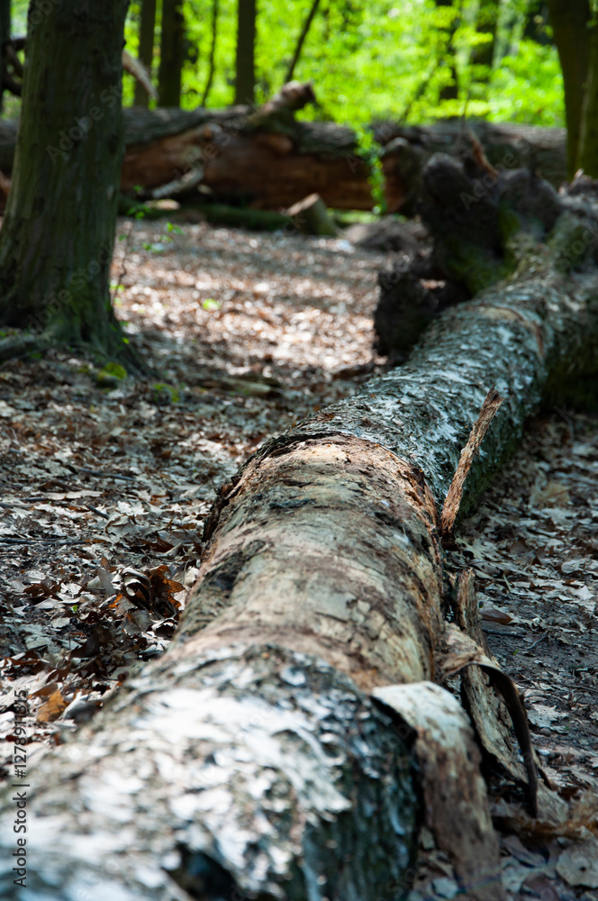 Fallen tree trunk in forest with root. Hiking concept. Nature in wood Fallen tree trunk in forest with root. Hiking concept. Nature in wood