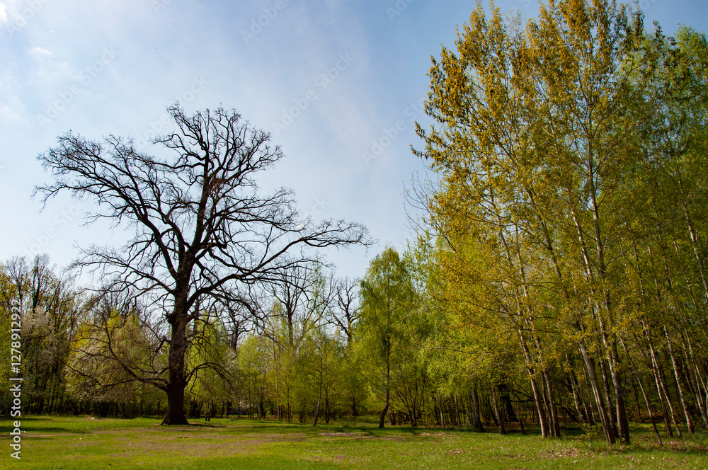 Obraz premium Lawn landscape. Nature with lush forest tree. Spring nature with sunlit. Tree in lush forest. Nature landscape. Landscape with forest in spring. Treetop of woodland. Forestry. Green forest in spring