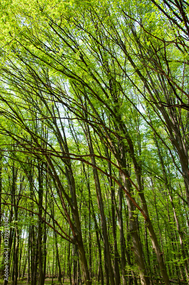 Landscape with forest in spring. Treetop of woodland. Forestry. Green forest in spring. Nature with lush forest tree. Spring nature background. Tree in lush forest. Nature landscape. Springtime Landscape with forest in spring. Treetop of woodland. Forestry. Green forest in spring. Nature with lush forest tree. Spring nature background. Tree in lush forest. Nature landscape. Springtime