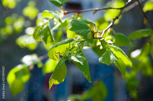 Spring sprout grow. Green leaf on bunch. Green young leaf of tree in spring nature with bright leaves, green environment. Nature in spring. New life. Ecology