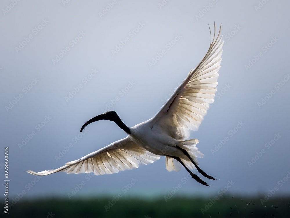 Obraz premium The elegant posture of the ibis