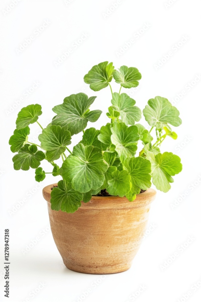 Trendy Pelargonium plant in earthy pot against clean white background Trendy Pelargonium plant in earthy pot against clean white background