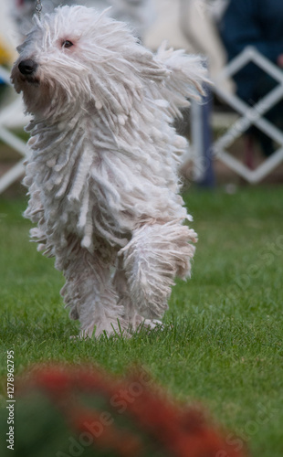 Komondor trotting towards camera with chorded hair bouncing photo