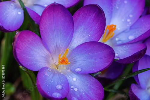 Close up of violet crocus flowers in a field. photo