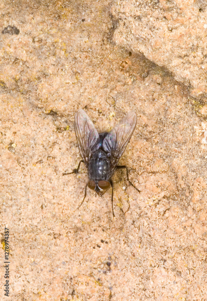 Urban bluebottle blowfly, Calliphora vicina in autumn, on a stone. One of the key forensic entomolgy species. Sardinia, Italy Urban bluebottle blowfly, Calliphora vicina in autumn, on a stone. One of the key forensic entomolgy species. Sardinia, Italy