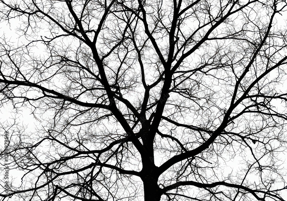 Bare tree branches, intricate branch network, delicate twigs, winter silhouette, minimalist nature study, stark contrast, white background Bare tree branches, intricate branch network, delicate twigs, winter silhouette, minimalist nature study, stark contrast, white background