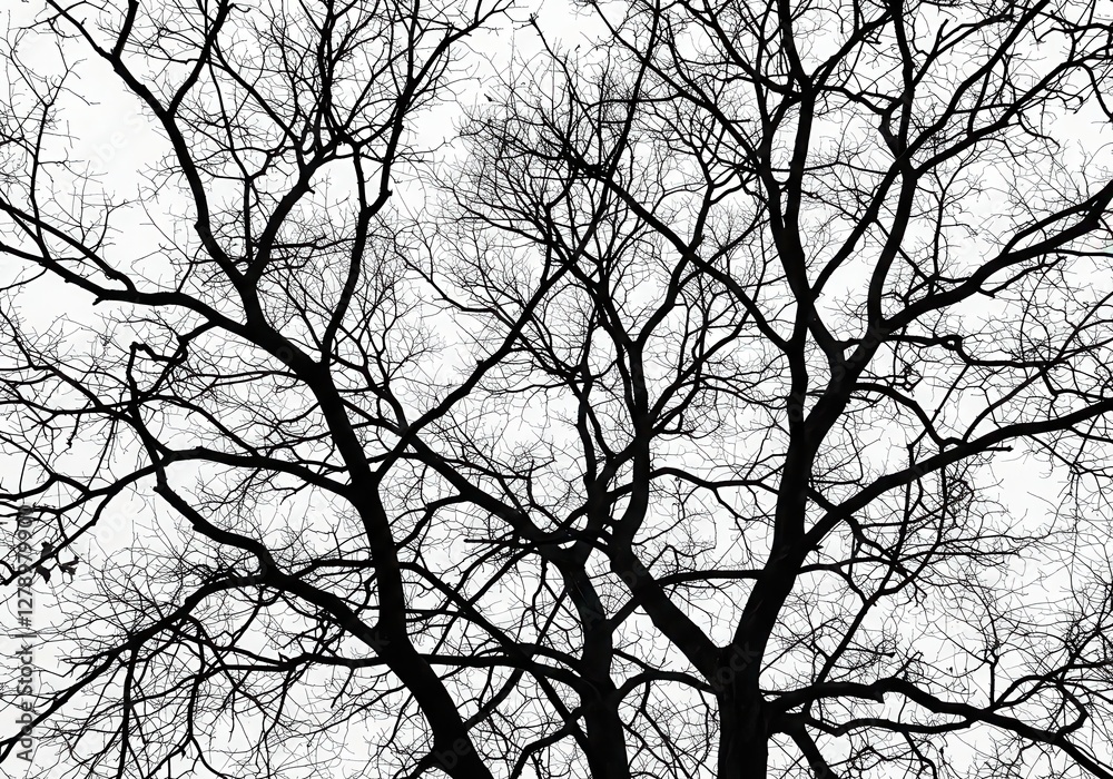 Bare tree branches, intricate branch network, delicate twigs, winter silhouette, minimalist nature study, stark contrast, white background Bare tree branches, intricate branch network, delicate twigs, winter silhouette, minimalist nature study, stark contrast, white background