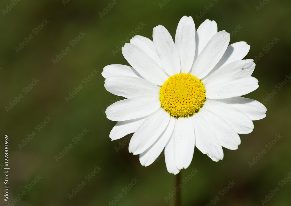 Obraz premium natural flower images. wild daisy photos.