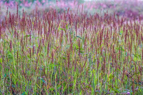 A beautiful patch of meadow in the afternoon, Andropogon gerardi, known as tall bluestem, bluejoint, and turkeyfoot