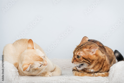 Two aggressive cats get into a fight.