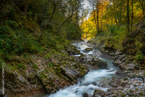 River through a forest 