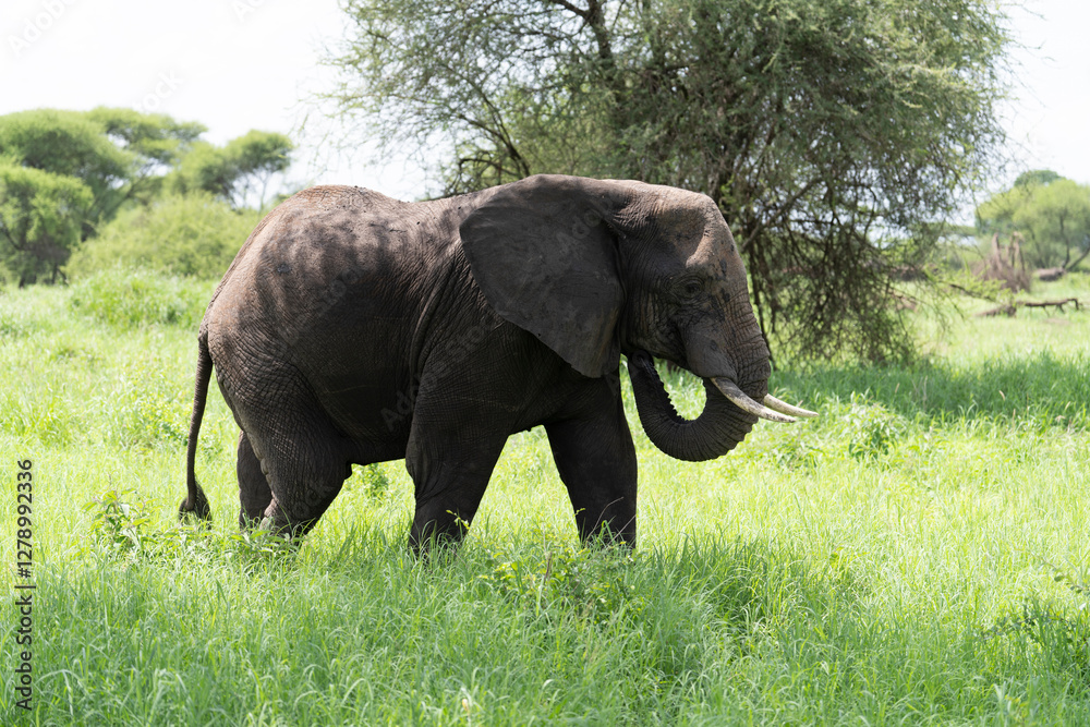 Obraz premium elephant tanzania tarangire national park big 5 safari