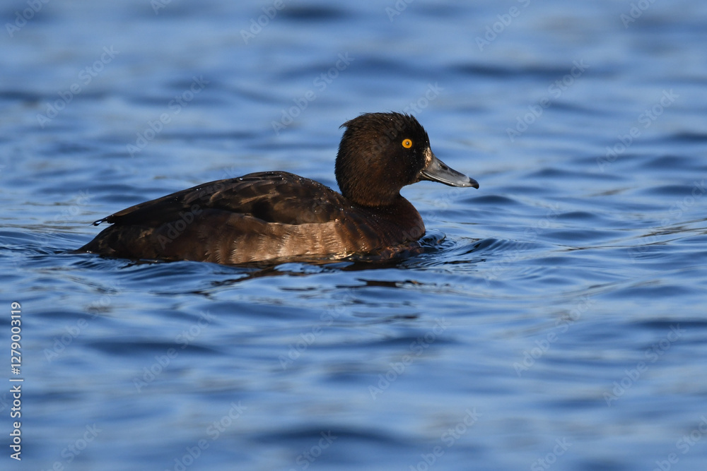 Female Tufted Duck (Aythya fuligula) swimming on blue water. The tufted pochard is a diving duck of Europe and Great Britain. Hen waterfowl with yellow eye, brown head and body with short crest. Female Tufted Duck (Aythya fuligula) swimming on blue water. The tufted pochard is a diving duck of Europe and Great Britain. Hen waterfowl with yellow eye, brown head and body with short crest.