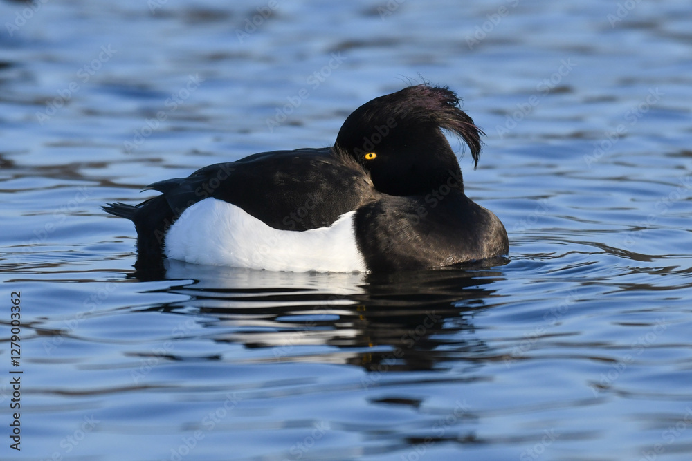 Fototapeta premium Male Tufted Duck (Aythya fuligula) shows his long crest while sleeping with his head tucked under his wing on blue water. The black and white tufted pochard is a European diving duck.