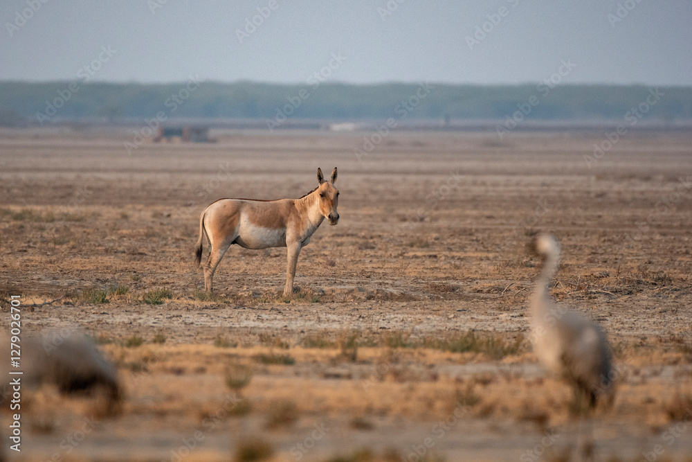 Wild Ass Grazing with Common Cranes at Little Rann of Kutch Wild Ass Grazing with Common Cranes at Little Rann of Kutch