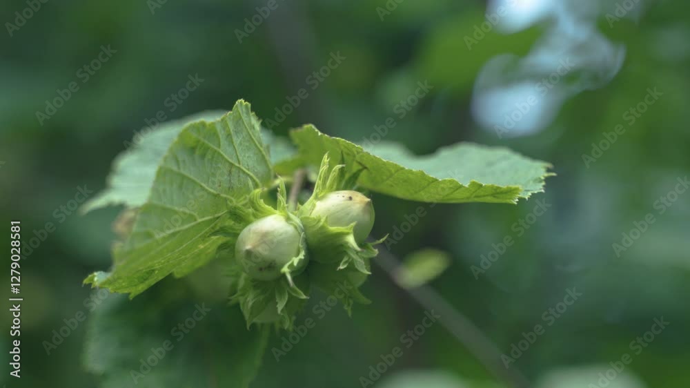 Noisettes vertes dans leurs involucres sur un arbre noisetier