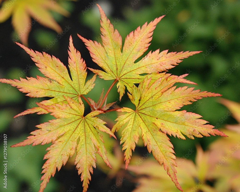 Close-up of three vibrant Japanese maple leaves displaying yellow and red hues. Close-up of three vibrant Japanese maple leaves displaying yellow and red hues.