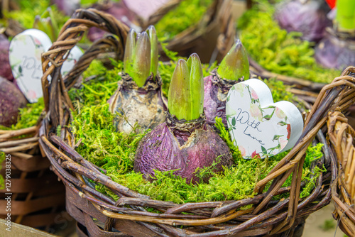 beautiful spring flowers coming out of the bulbs. growing and emerging hyacinth flowers. spring decoration in a wicker basket in every home. nature comes to life photo