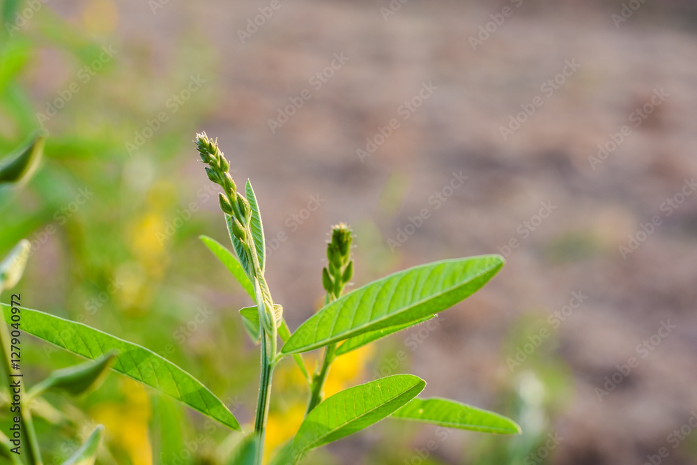 Green plant with long leaves and small shoots at the top of the plant. The blurred eyes show the gaps that make this plant stand out. Green plant with long leaves and small shoots at the top of the plant. The blurred eyes show the gaps that make this plant stand out.