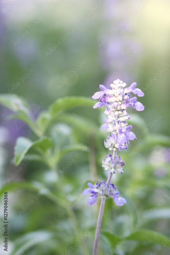 Obraz premium Delicate Lavender Bloom