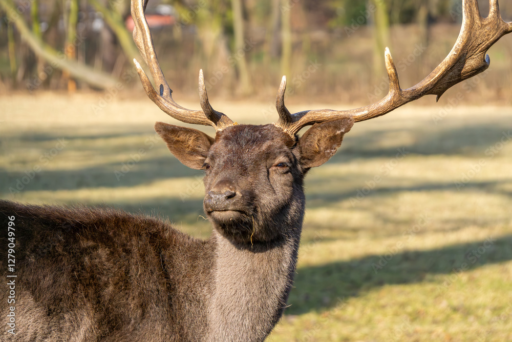 common deer is a large mammal from the deer family. a wild animal with large, impressive antlers in natural conditions. common deer is a large mammal from the deer family. a wild animal with large, impressive antlers in natural conditions.