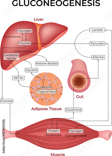 Gluconeogenesis Pathway Design Vector Illustration