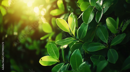Lush green leaves in tropical jungle with sunlight shining