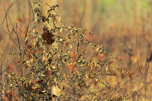 Throneful dried branch of a tree.