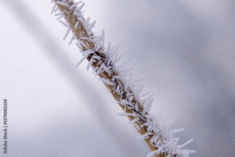 cattails on a lake in winter. needles of ice and rime on a plant in the morning
