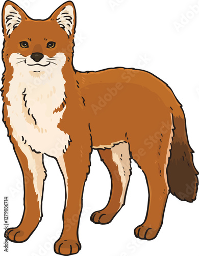 Cute hand drawn illustration of Dhole