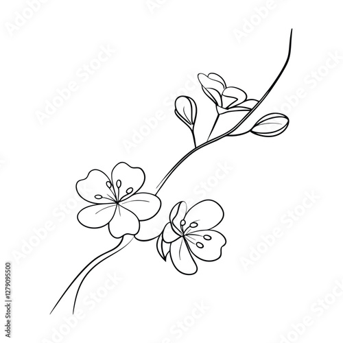Elegant Line Art Drawing of Cherry Blossom Branch Flowers
