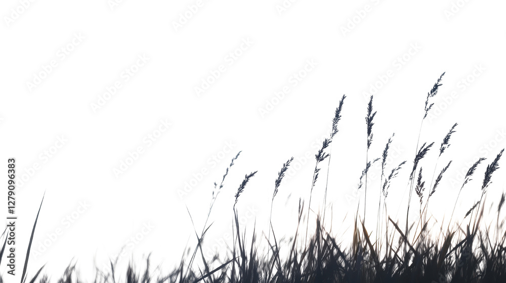 Obraz premium Gentle breeze swaying tall grass, serene landscape with soft light, ideal for nature themes and calming backgrounds. Isolated on white background or PNG