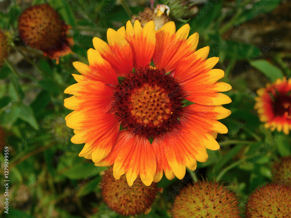 Gaillardia aristata yellow and orange flower in a garden Gaillardia aristata yellow and orange flower in a garden