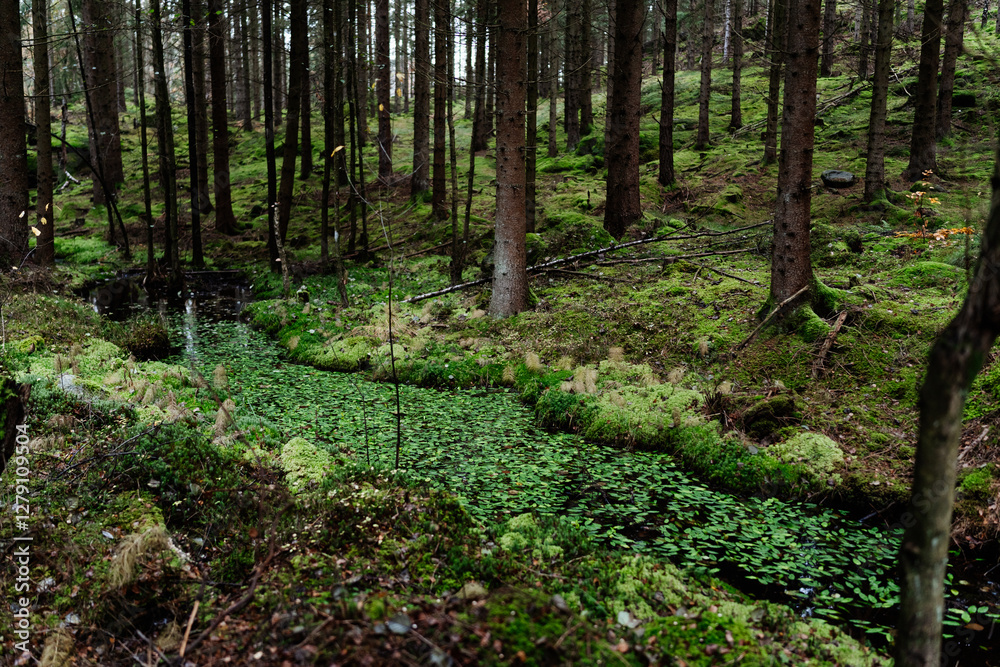 Forest Stream with Lush Green Leaves Growing in Water During Autumn