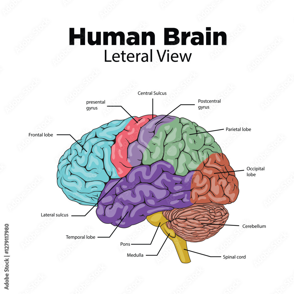 Konstfotografi Human brain structure lateral view diagram schematic vector illustration