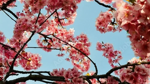 Pink Cherry Blossoms Blooming in Spring