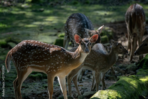 Spotted deer is eating grass