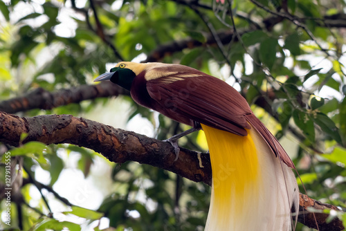 close up photo of a bird of paradise