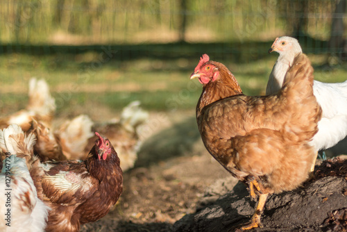 Free Range Chickens Grazing in a Sunlit Farmyard Setting