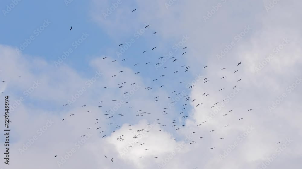 Video of a flock of birds soaring through the sky, framed by a peaceful, clear blue expanse with soft, wispy clouds. Video of a flock of birds soaring through the sky, framed by a peaceful, clear blue expanse with soft, wispy clouds.