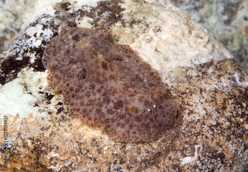 A sea-slug (Discodoris maculosa / Tayuva lilacina Discodorididae) in a rockpool, Sardinia, Italy. photo