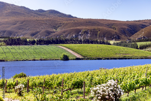 Vineyards based in one of South Africa’s finest wine-making regions, Walker Bay. Situated in the Hemel-en-Aarde valley of Hermanus, this region is well-suited to the production of Pinot Noir. photo