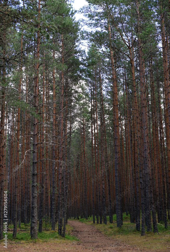 Photo of a pine forest at the Viru Bogs in Lahemaa National Park in Estonia Photo of a pine forest at the Viru Bogs in Lahemaa National Park in Estonia