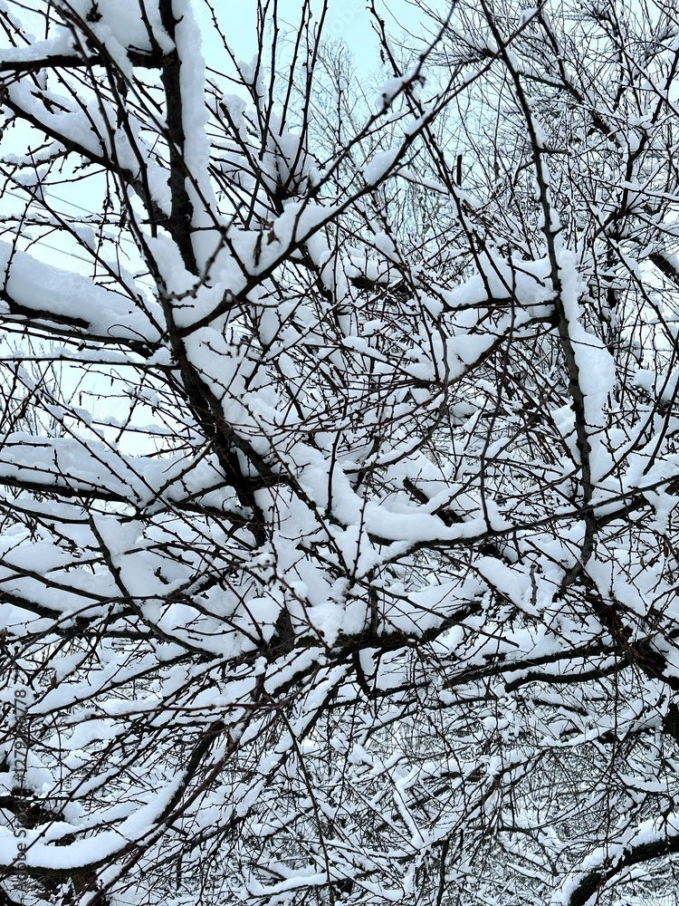 Obraz premium Vertical photo of branches of a snow-covered bush in the park in February