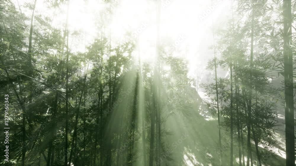 The sun shines through the trees in the forest