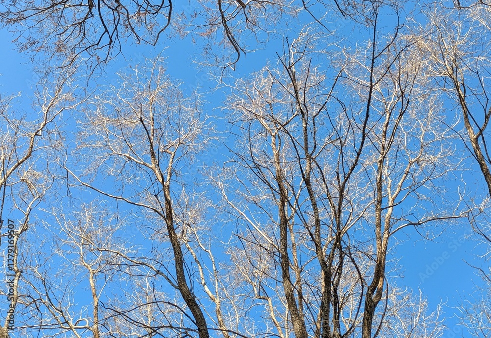 Fondo con ramas de árbol sin hojas. Ramas de árbol en invierno con cielo azul Fondo con ramas de árbol sin hojas. Ramas de árbol en invierno con cielo azul