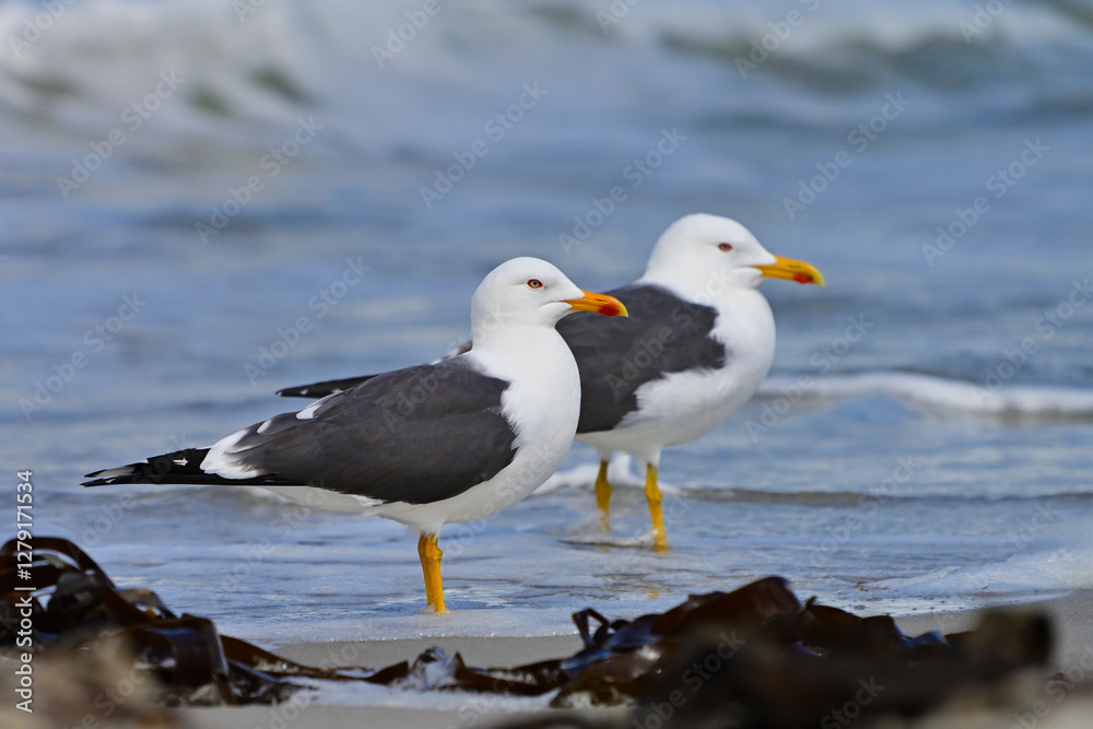 Fototapeta premium seagull on the beach